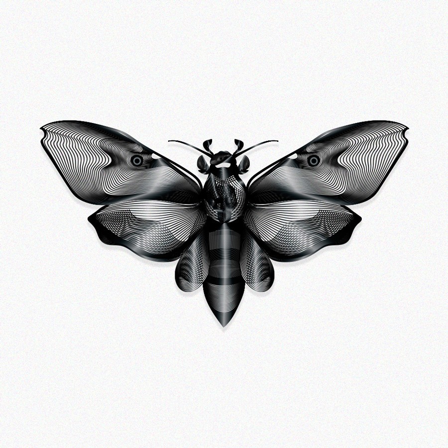 Death Head Moth Student Concept