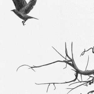 Kommigraphics – Dryads