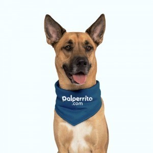 Branding for Marketplace Palperrito.com by Harteria