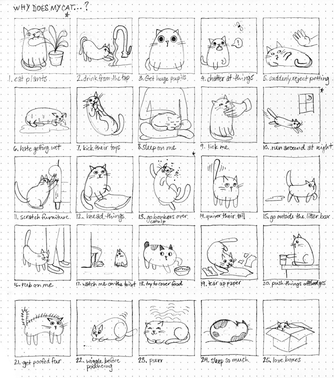 Why Does My Cat...? Student Digital Design Creation World Brand