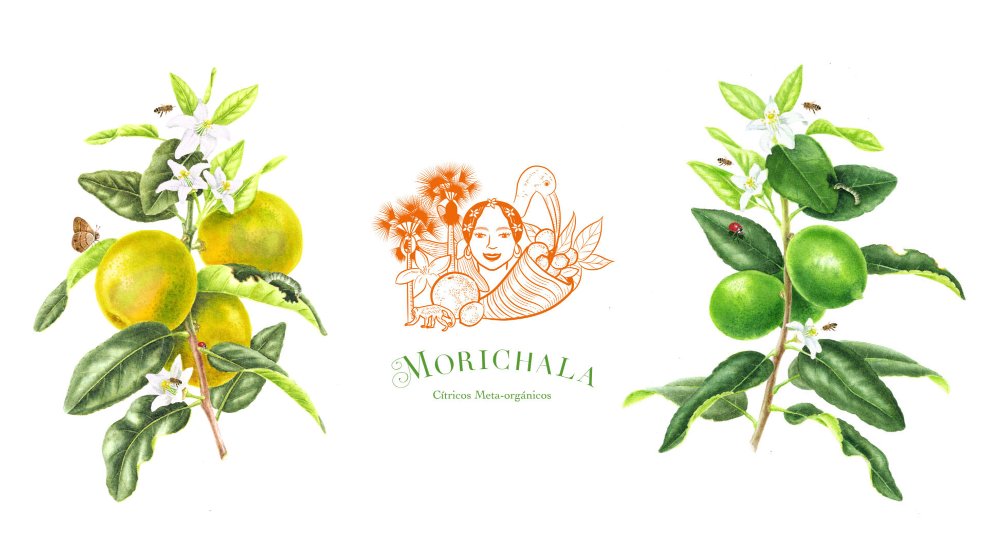 Branding Morichala