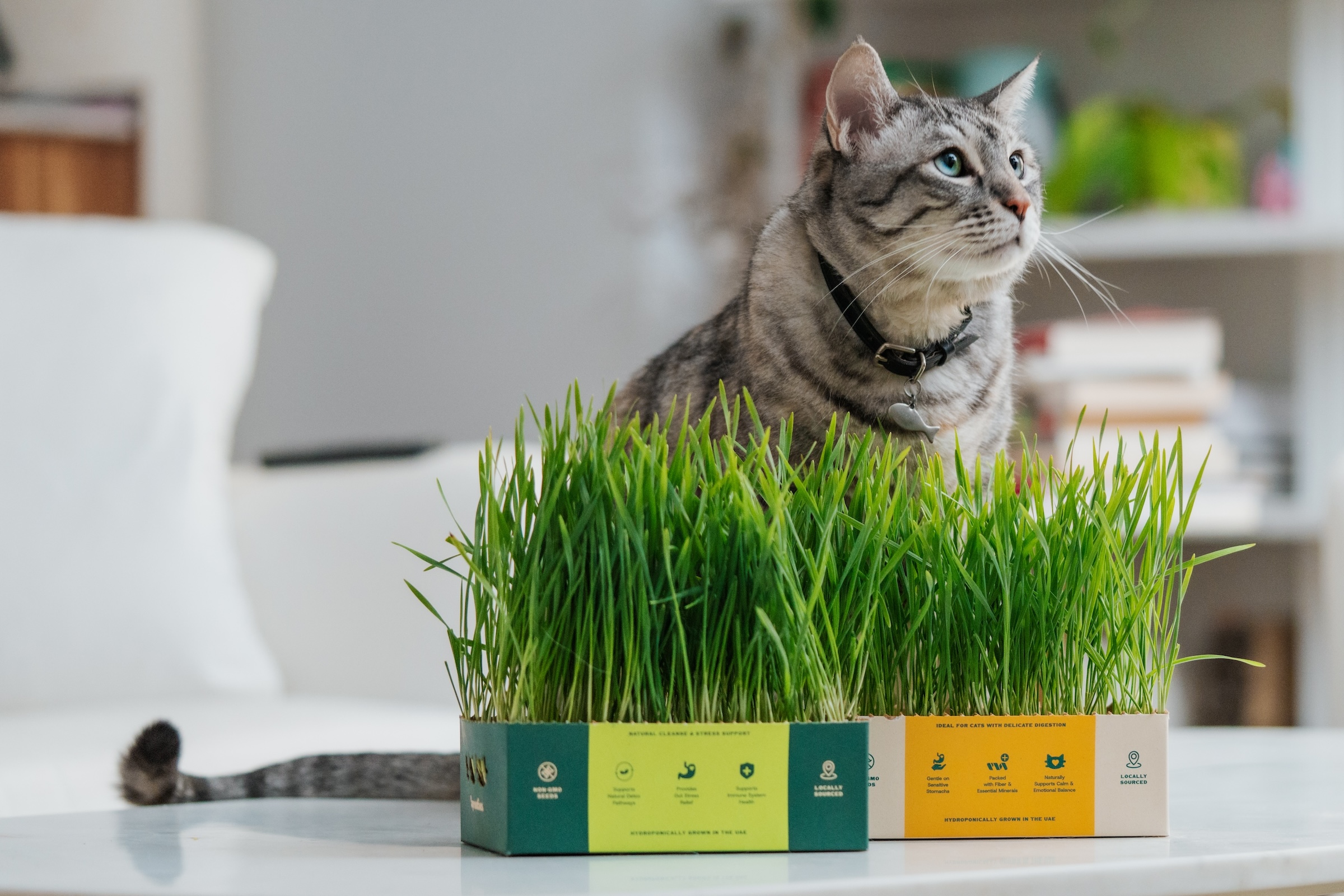 Cansu Ferreira Elevates Cat Wellness With a Thoughtful Identity for Sprouties