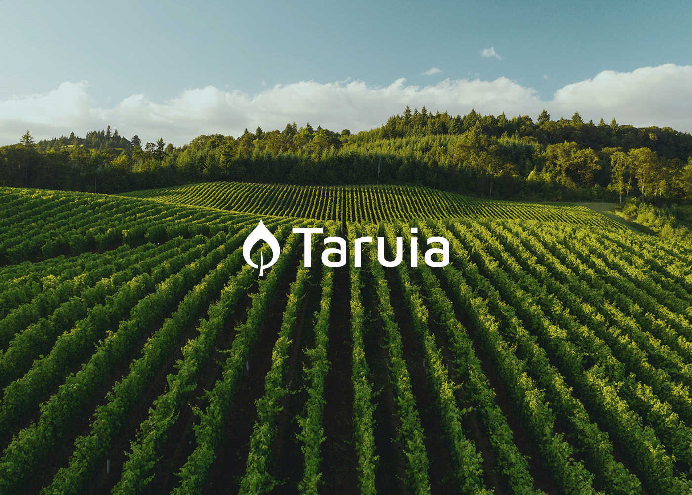 Tradition and Modernity Unite in Taruia’s Branding by Raghad Hasan