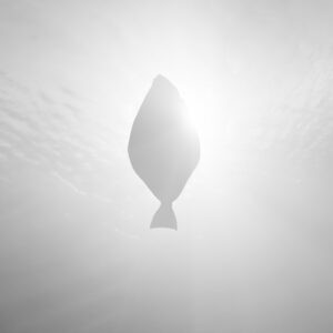Glitne Snow White Halibut’s Legendary Origin Interpreted Through Photography by Kind