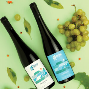 Vera Kovács Shapes Patányi Winery With a Minimal Identity Rooted in Badacsony