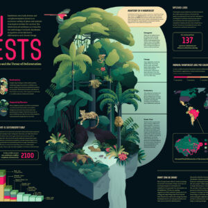 Rainforest Ecosystems Poster by Student Iris Zepezauer Translates Biodiversity Data Into Visual Storytelling