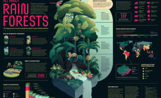 Rainforest Ecosystems Poster by Student Iris Zepezauer Translates Biodiversity Data Into Visual Storytelling