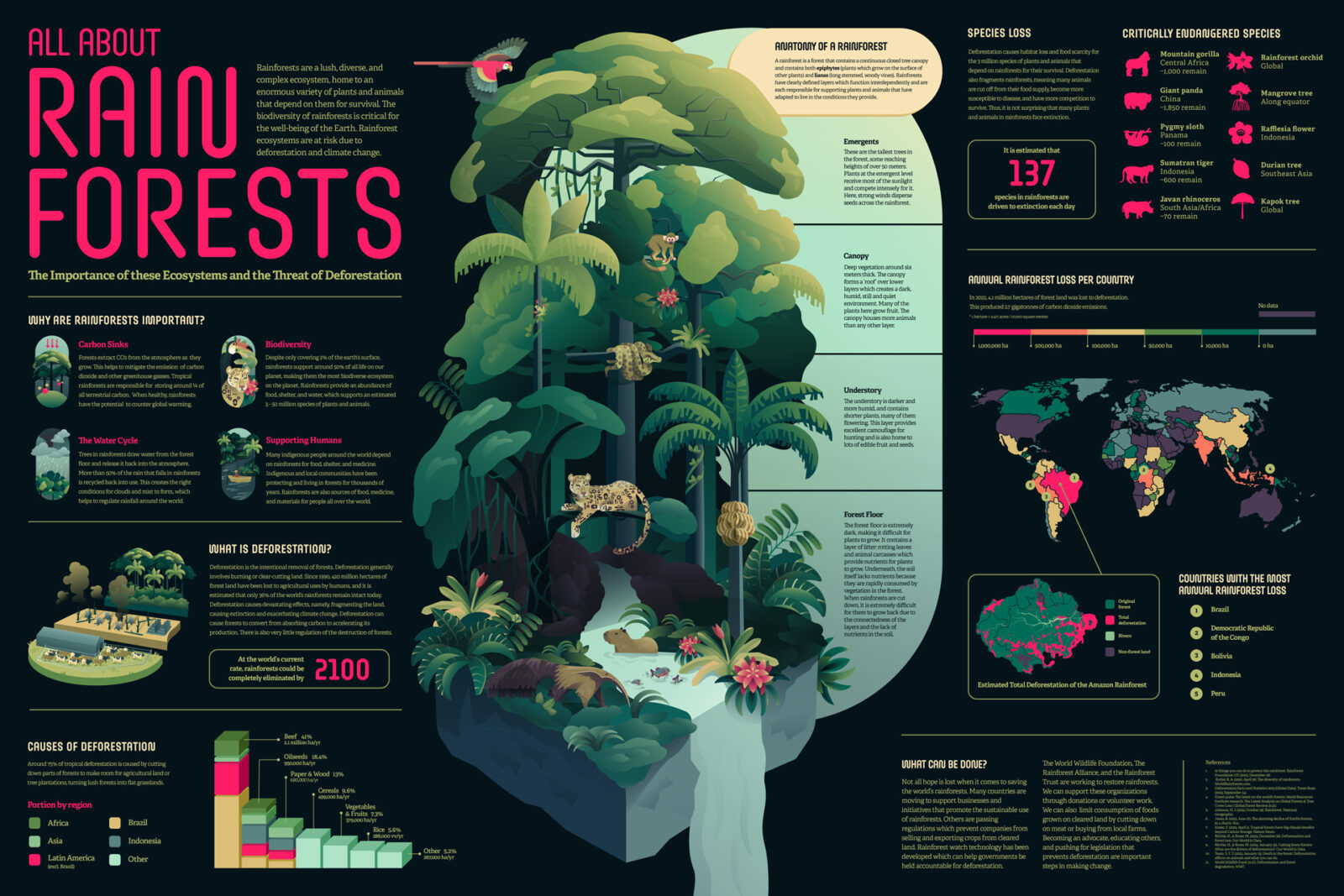 Rainforest Ecosystems Poster by Student Iris Zepezauer Translates Biodiversity Data Into Visual Storytelling