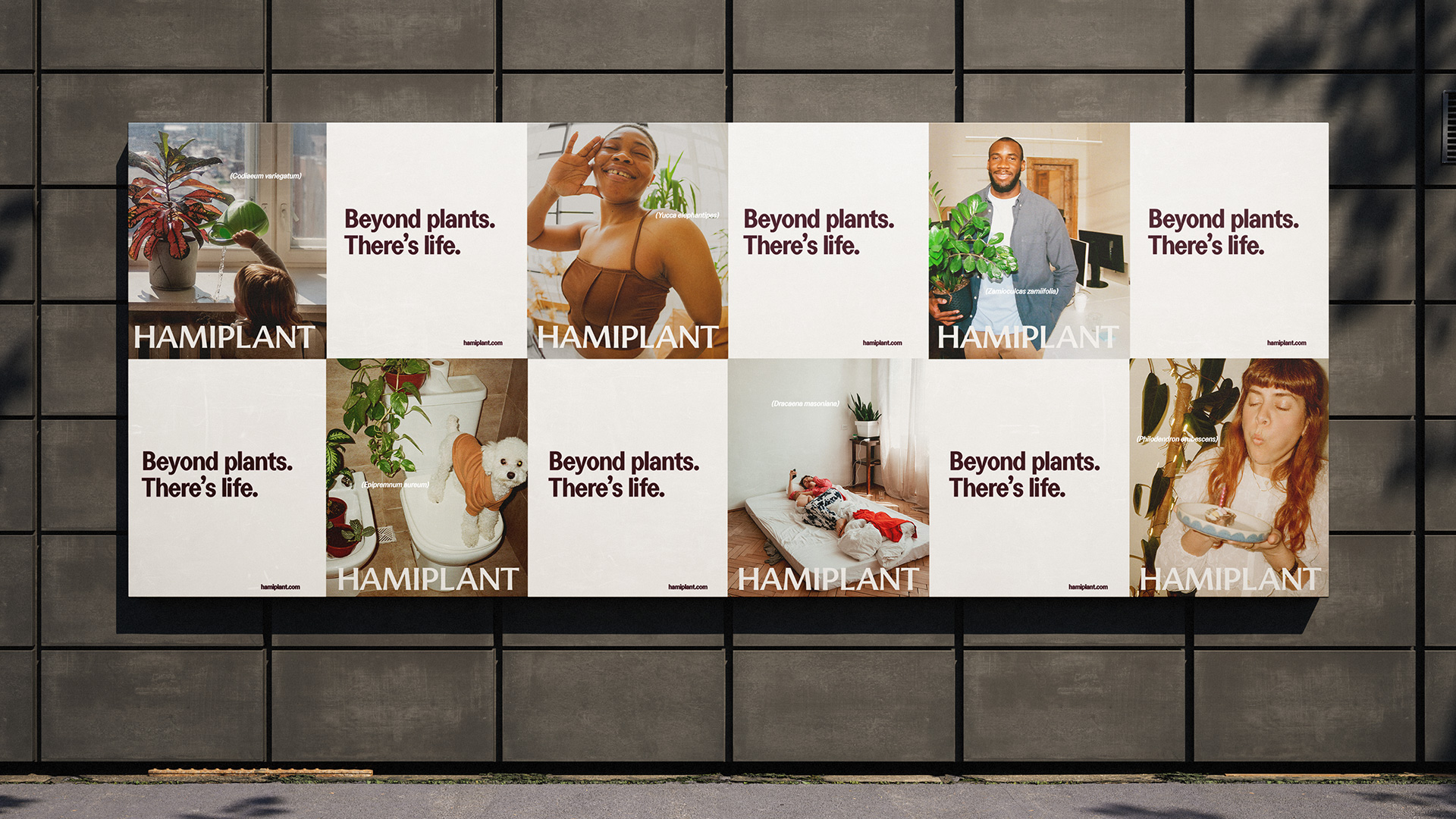 Narwal Creative Refreshes Hamiplant with a Brand Identity Rooted in Everyday Plant Life